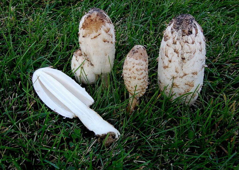 Coprinus comatus